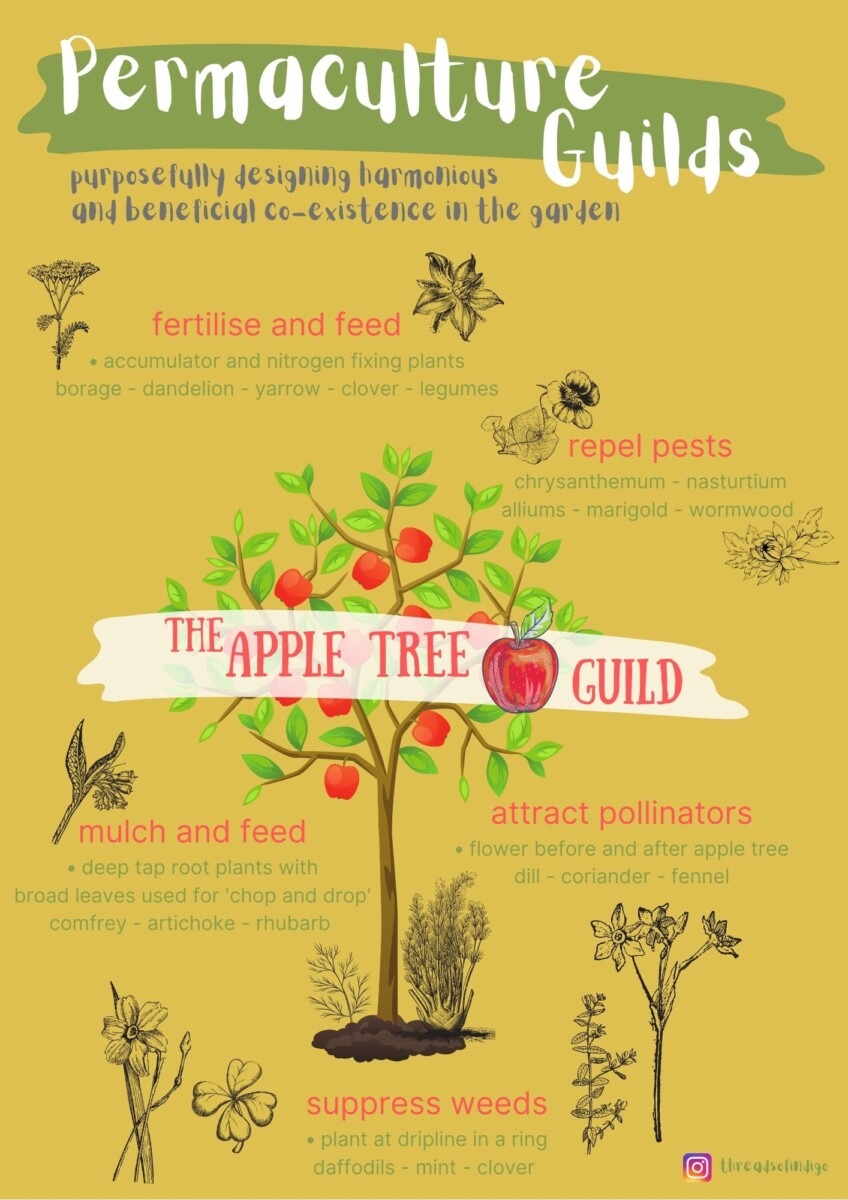 Apple Tree Guild - Permaculture