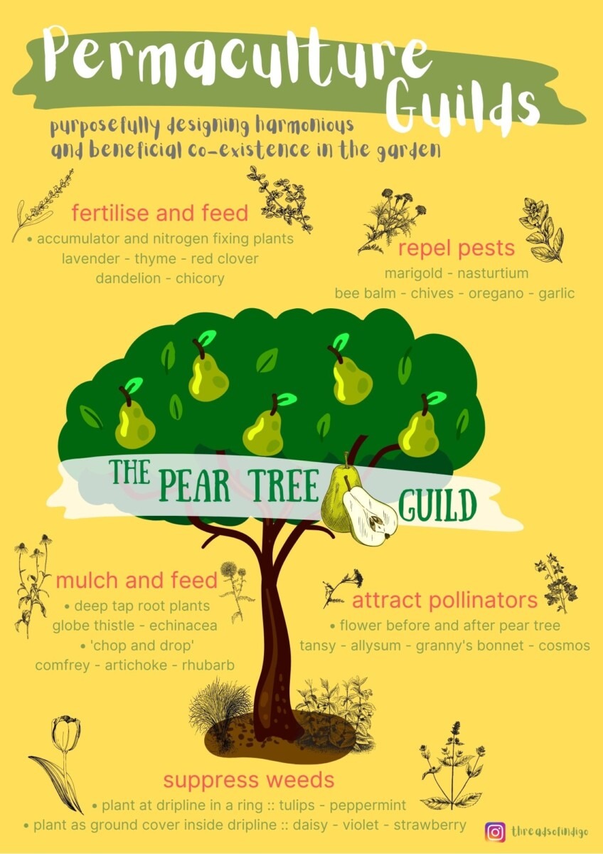 Pear Tree Guild - Permaculture