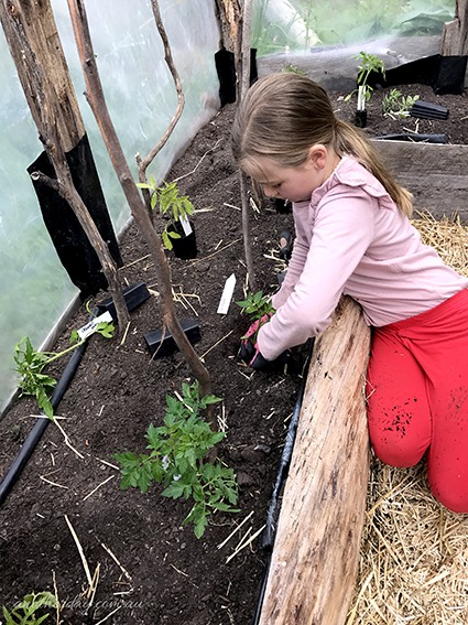 planting tomatoes in tasmania