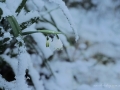 Snow on the snowdrops!