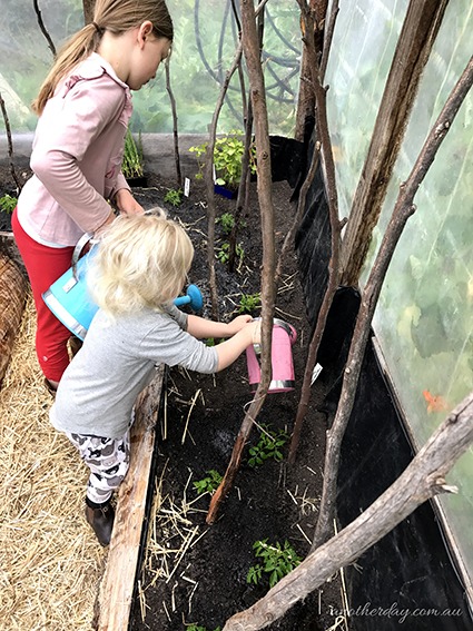 planting tomatoes in tasmania